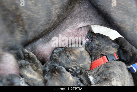 Bad Zwischenahn, Deutschland. 22. Sep, 2016. Welpen trinken Milch von ihrer Mutter in Bad Zwischenahn, Deutschland, 22. September 2016. Die Mastiff "Maeuschen" gebar 17 Welpen Ende August. Foto: CARMEN JASPERSEN/Dpa/Alamy Live News Stockfoto