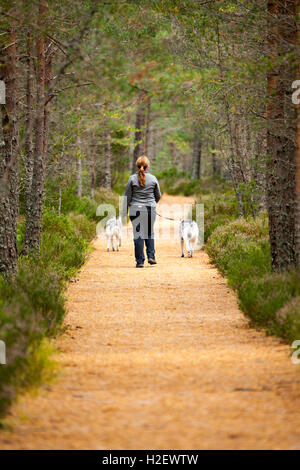 Frau walking husky Hunde in einem Pinienwald, da die Bäume ihre Nadeln abwerfen im Herbst auf der Rothiemurchus Estate, Rothiemurchus, Schottland, Großbritannien Stockfoto