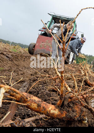 Walsrode-Bockhorn, Deutschland. 20. Oktober 2016. Henrike und Tessa (R-L) ernten Ginsengwurzel Ginseng Garten auf der Flora Farm in Walsrode-Bockhorn, Deutschland, 20. Oktober 2016. Die so genannte Person Wurzel wird gemunkelt, eine stärkende und anregende Wirkung haben. Foto: HOLGER HOLLEMANN/Dpa/Alamy Live News Stockfoto