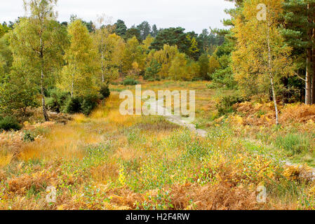 Mare Hill Common, Witley, Surrey, UK. 28. Oktober 2016. trockene und sonnige Verhältnisse herrschten über den Home Counties. Herbstliche Farben waren spektakulär am Mare Hill häufig in Witley, Surrey, UK. Bildnachweis: James Jagger/Alamy Live News Stockfoto