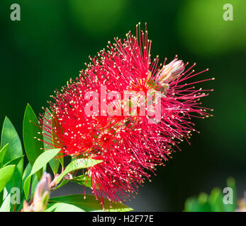 Die rote Flasche Bürste Blumen (ZYLINDERPUTZER-Anlage) Stockfoto
