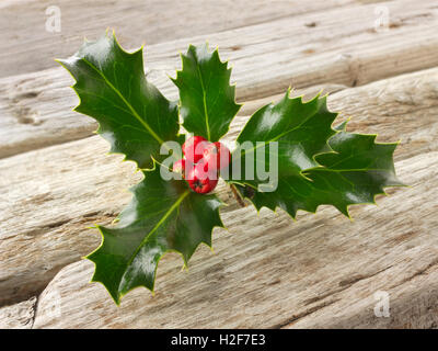 Festliche saisonale Holly Blätter mit roten Beeren - Ilex aquifolium Stockfoto