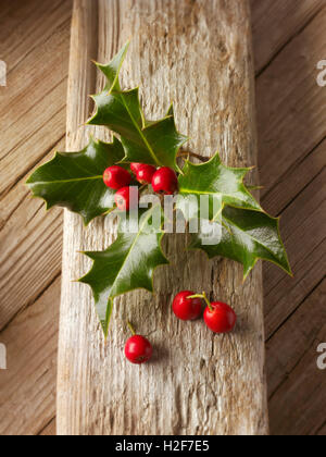 Festliche saisonale Holly Blätter mit roten Beeren - Ilex aquifolium Stockfoto