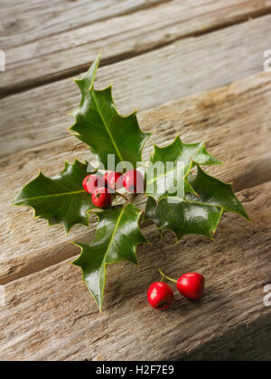 Festliche saisonale Holly Blätter mit roten Beeren - Ilex aquifolium Stockfoto