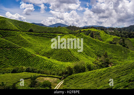 Grünen Hügel von Teeplantagen in den Cameron Highlands, Malaysia. Stockfoto
