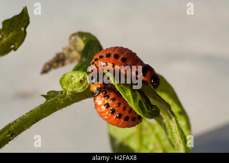 Maden Coloradokäfer auf Blatt der Kartoffel Stockfoto