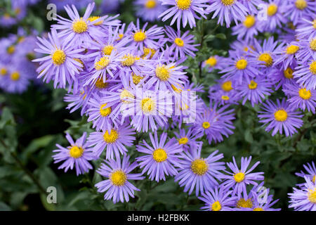 Aster Hatra "King George" Stockfoto