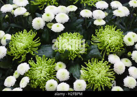 Chrysantheme grüne Nebel und Chrysantheme Gefühl weiß auf dem Display. Stockfoto