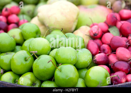 Herbstfrüchte. Stockfoto
