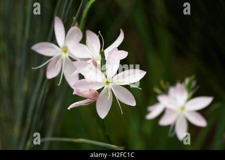 Hesperantha Coccinea "Pink Princess". Stockfoto