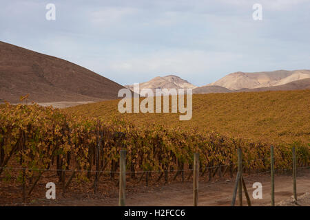 Weinberg in der Atacama-Wüste von Chile in der Nähe von Copiapo. Stockfoto