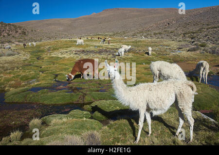 Lamas auf dem Altiplano Stockfoto