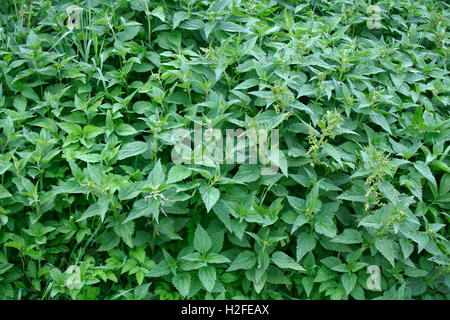 Brennessel Busch Closeup am Seliger See (Russland) Stockfoto