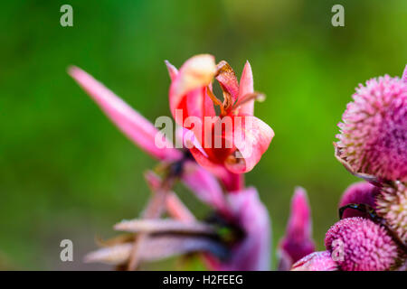 Blühende Cannas Pflanze, die Pflanze ist große tropische und subtropische Stauden mit einem Seerosengewächse Wurzelstock. Stockfoto