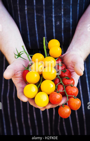 Ein Koch in einem gestreiften Schürze halten frisch produzieren, rote und gelbe strauchtomaten gehäutet. Stockfoto