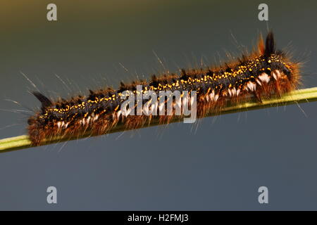 Trinker Falter Raupe Stockfoto