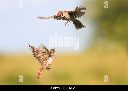 Luft, Tier, Herbst, Hintergrund, Schnabel, schön, Schönheit, Vogel, blau, hell, braun, süß, anders, Umwelt, Feder, Stockfoto