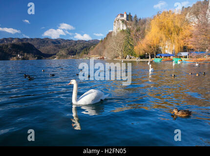 Schwan am Bleder See in Slowenien Stockfoto