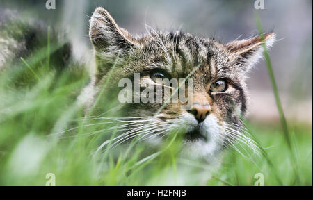 Bild von einer britischen Wildkatze im britischen Wildlife Centre genommen. Das Tier war, und aktiv tagsüber ein Erlebnis. Stockfoto