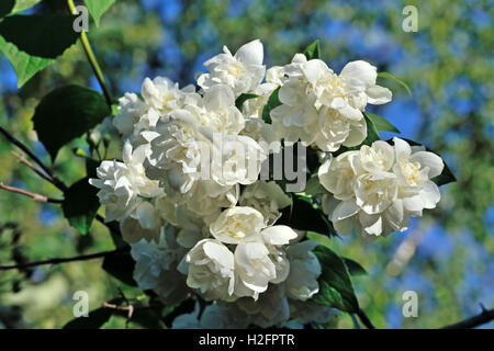 Blühenden Mock-Orange Closeup gegen den blauen Himmel Stockfoto