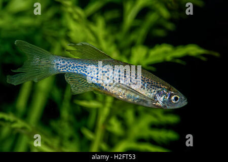 Porträt von Süßwasser Barb Fisch (Danio Rerio "Danio Frankei) im Aquarium Stockfoto