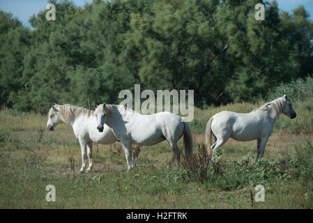 Drei Camargue-Pferde in der Camargue-Region in Südfrankreich Stockfoto