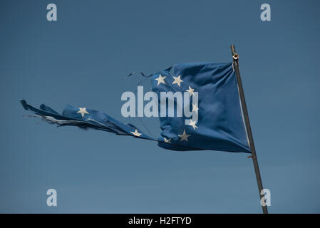 Hin-und hergerissen Europäische Fähnchen im Wind, Saint-Gilles, Camarque, Frankreich Stockfoto