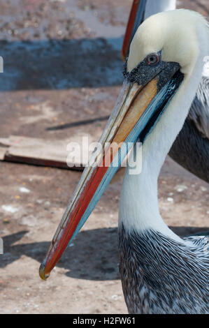 Pelikane Warnung für Essensreste auf die Fischer-Hafen von Arica, Nordchile Stockfoto