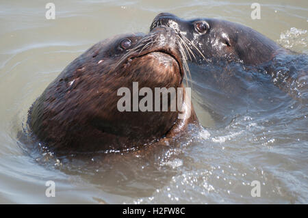 Seelöwen im Wettbewerb um Essen auf den Fischerhafen in Arica, Nordchile Stockfoto