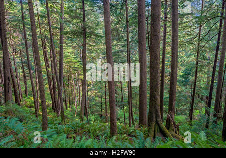 USA, Oregon, Oswald West Staatspark, Coastal Rainforest von Sitka Fichte und Westliche Hemlocktanne. Stockfoto