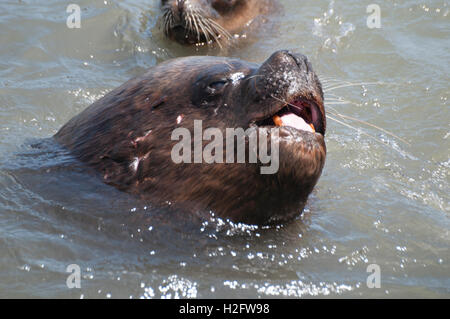 Seelöwen im Wettbewerb um Essen auf den Fischerhafen in Arica, Nordchile Stockfoto