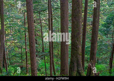 USA, Oregon, Oswald West Staatspark, Coastal Rainforest von Sitka Fichte und Westliche Hemlocktanne. Stockfoto