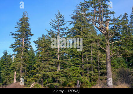 USA, Oregon, Oswald West State Park, stehen der Sitka Fichte (Picea Sitchensis) wächst über Short Sand Beach. Stockfoto