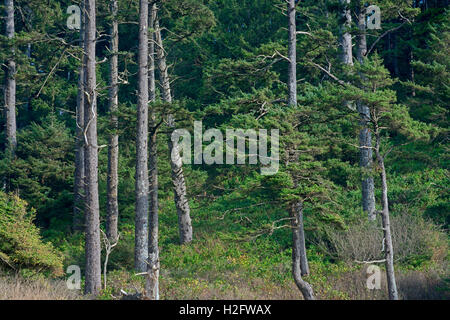 USA, Oregon, Oswald West State Park, stehen der Sitka Fichte (Picea Sitchensis) wächst über Short Sand Beach. Stockfoto