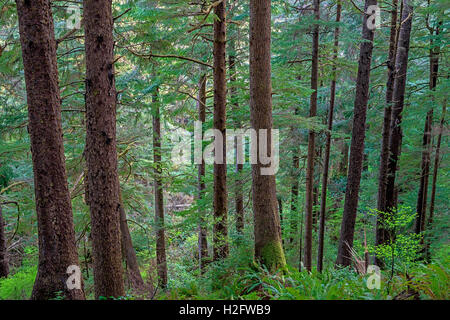 USA, Oregon, Oswald West State Park. Küsten-Regenwald von Sitka-Fichte und Westliche Hemlocktanne. Stockfoto