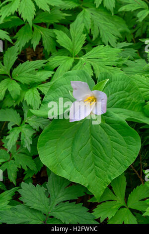 USA, Oregon, Tryon Creek State Natural Area, Western Trillium blüht auf Waldboden umgeben von Blättern des pazifischen Waterleaf Stockfoto