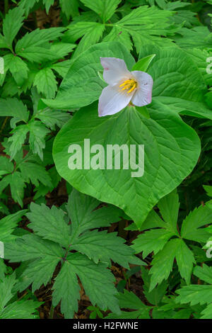 USA, Oregon, Tryon Creek State Natural Area, Western Trillium blüht auf Waldboden umgeben von Blättern des pazifischen Waterleaf Stockfoto