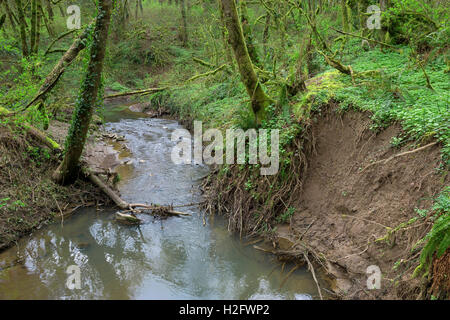USA, Oregon, Tryon Creek State Natural Area, Tryon Creek und erodierten Stream Bank im zeitigen Frühjahr. Stockfoto