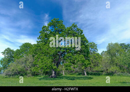 USA, Oregon, Sauvie Island Wildlife Area, Oregon weißer Eiche Bäume erheben sich über Wiese Rasen im Frühjahr auf Oak Island. Stockfoto