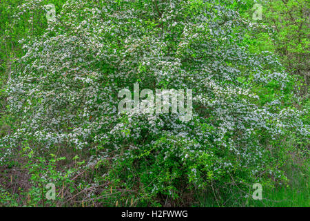 USA, Oregon, Sauvie Island Wildlife Area, schwarze Weißdorn (Crataegus Douglasii) blüht im küstennahen Bereich am Oak Island. Stockfoto