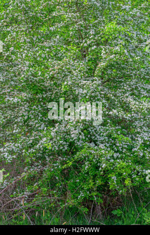 USA, Oregon, Sauvie Island Wildlife Area, schwarze Weißdorn (Crataegus Douglasii) blüht im küstennahen Bereich am Oak Island. Stockfoto