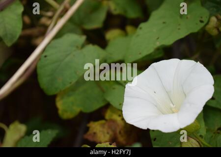 Gemeinsamen Ackerwinde in der Hecke Stockfoto