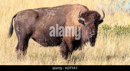 Bison, Theodore-Roosevelt-Nationalpark in North Dakota Stockfoto