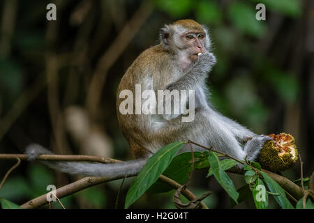 Ein Long-tailed Macaque (Macaca Fascicularis) sitzt bequem auf einem Ast beim Obst essen. Stockfoto