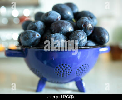 Ein Haufen frisch gepflückt blaue Pflaumen in der Küche Stockfoto