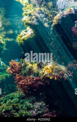 Riff-Ökosystem unter Wasser mit Snakelocks Anemone und Pflanzen Stockfoto