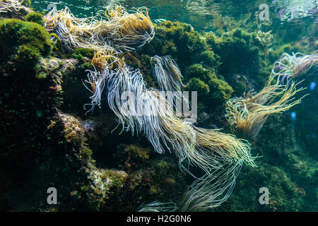 Riff-Ökosystem unter Wasser mit Snakelocks Anemone und Pflanzen Stockfoto