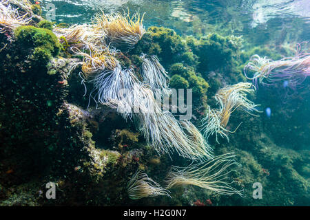 Riff-Ökosystem unter Wasser mit Snakelocks Anemone und Pflanzen Stockfoto