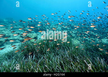 Neptun Seegras Wiese, Posidonia Oceanica und Burgfräulein Fische, Chromis Chromis, Bodrum, Türkei Stockfoto