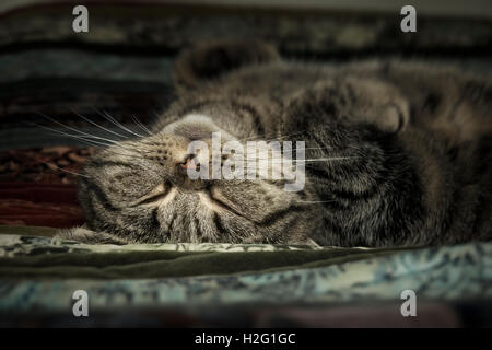 Nahaufnahme von müde Tabbykatze hinlegen und ausruhen zu Hause. Schlafenden Haustier ein Nickerchen. Stockfoto